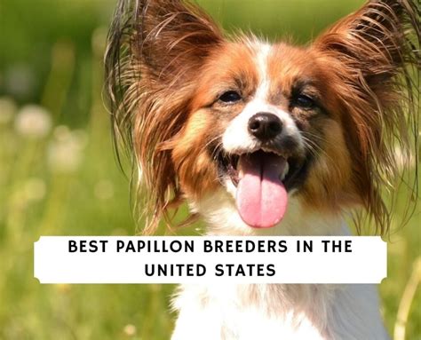 papillon breeders by state.